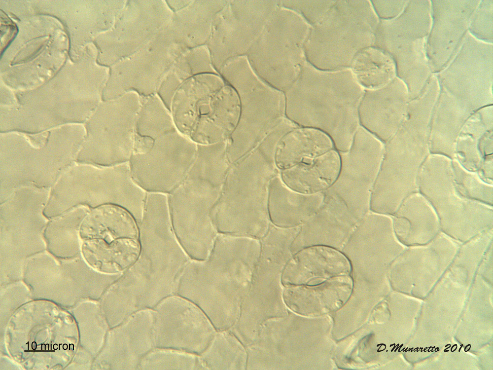 Stomi e cellule di insaltata